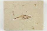 Cretaceous Fossil Flying Fish (Exocoetoides) - Lebanon #200788-1